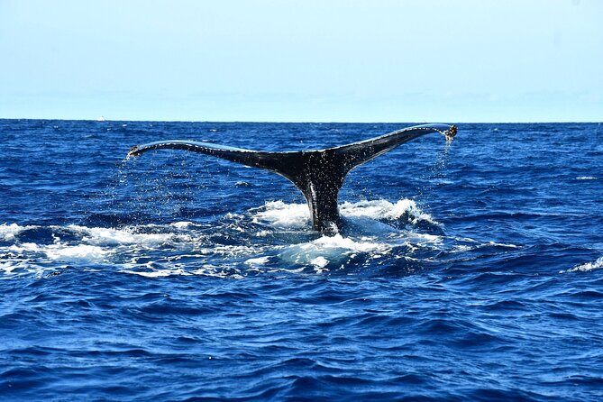 ZODIAC Whale Watch Tour | Cabo San Lucas | Biologist | FREE Pics - Respectful whale watching, not a high-speed chase