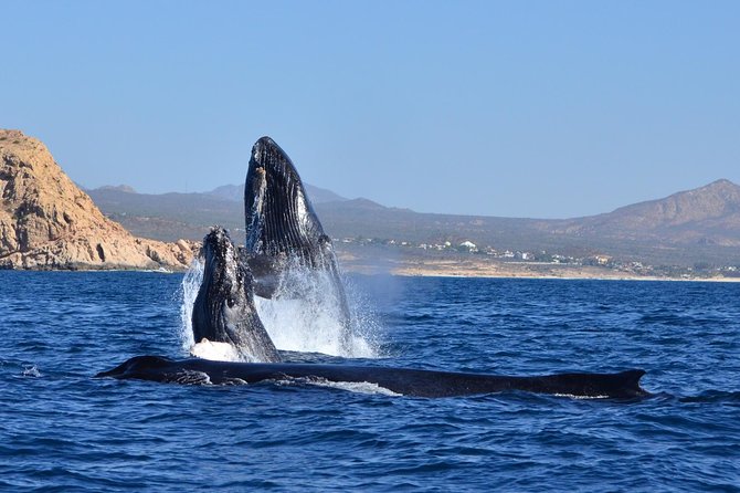 ZODIAC Whale Watch Tour | Cabo San Lucas | Biologist | FREE Pics - Free photos let you watch instead of record