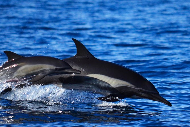 ZODIAC Whale Watch Tour | Cabo San Lucas | Biologist | FREE Pics - Is $109 a good value?