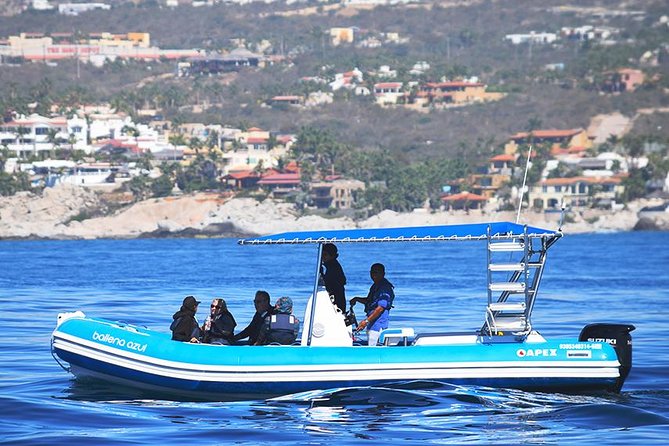 ZODIAC Whale Watch Tour | Cabo San Lucas | Biologist | FREE Pics - Watching humpback whales with a marine biologist